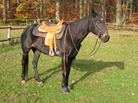 Traberstute